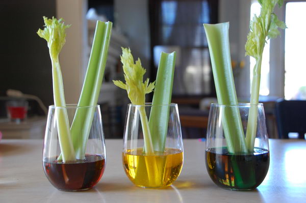 Colorful Celery Experiment and Capillary Action. Plants need water to survive and they draw water up from their roots through their capillaries. The capillaries are hollow and act a lot like a straw. Adding color to the water helps us visualize this usually invisible process. 